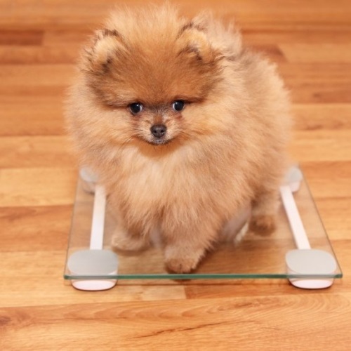 犬貓體重控制
