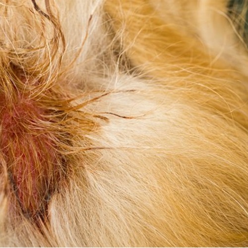 我們來談談狗狗的濕疹(Eczema)