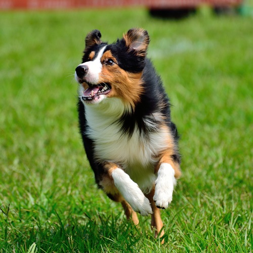 你知道嗎! 兩歲左右的犬貓，有高達90% 受牙周病所苦!