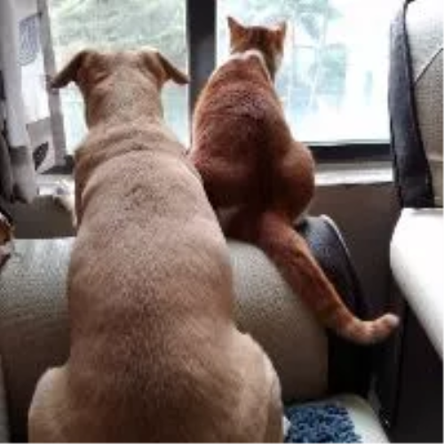 米妃寵記(蝦皮)